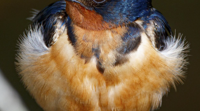 Summertime Barn Swallows in North Carolina